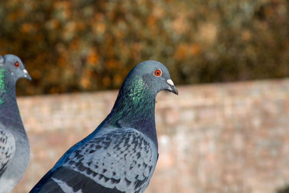 closeup-shot-cute-blue-pigeon