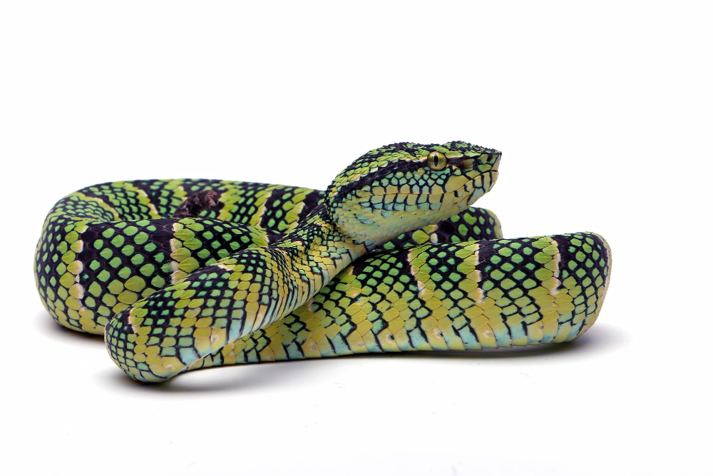 tropidolaemus-wagleri-snake-closeup-white-background
